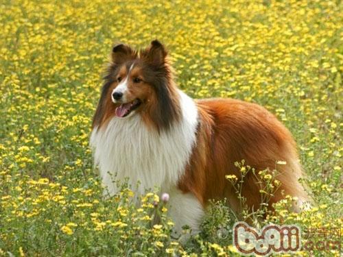 喜乐蒂牧羊犬的形态特征