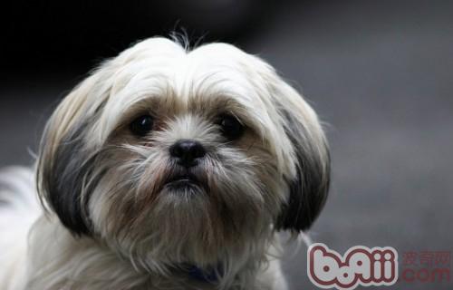 西施犬的护理知识