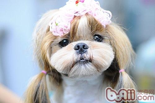 西施犬的性格特点