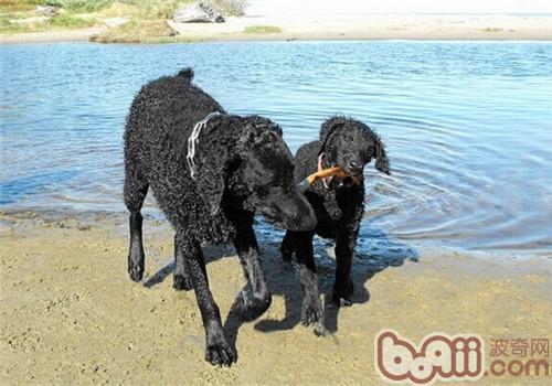 卷毛寻回猎犬的品种简介