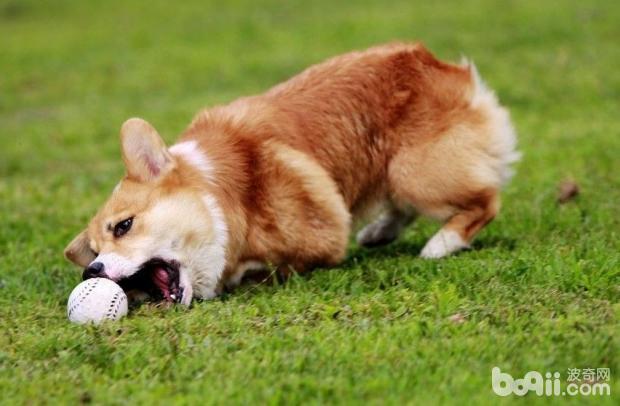 威尔士柯基犬的养护知识