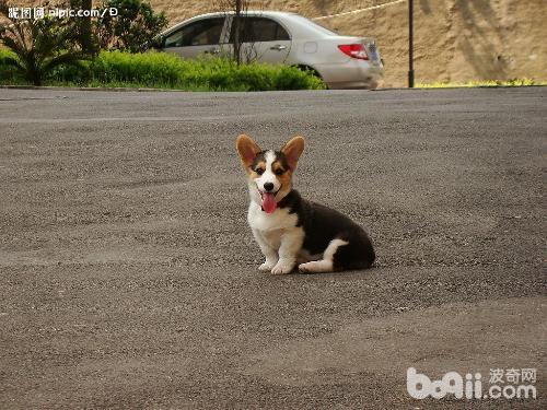 威尔士柯基犬的形态特征