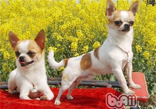 吉娃娃犬的养护知识