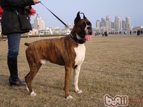 拳师犬的喂食要点