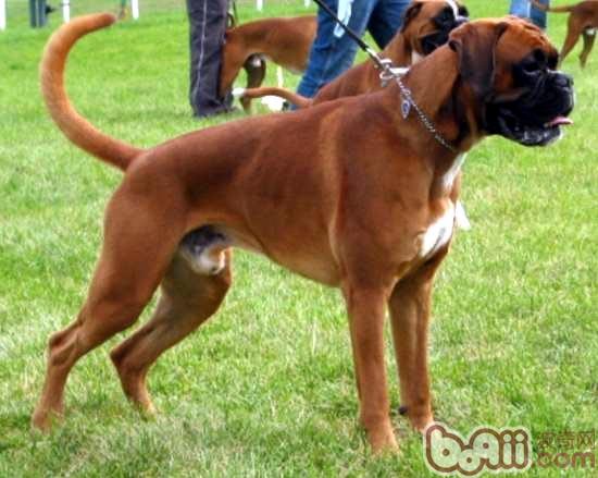 拳师犬的性格特点