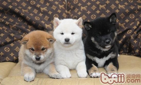 柴犬的喂食要点