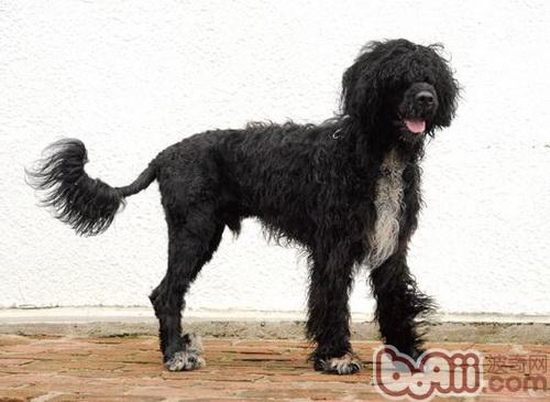 葡萄牙水犬的性格特点