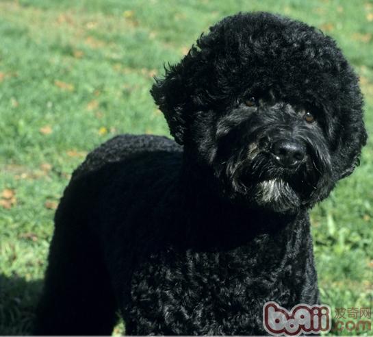 葡萄牙水犬的形态特征