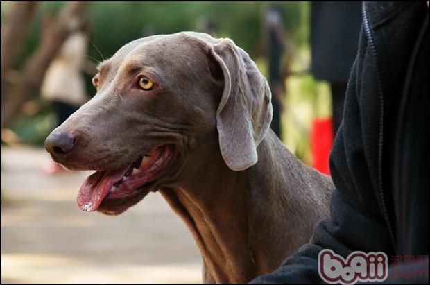 寻血猎犬的饲养要点