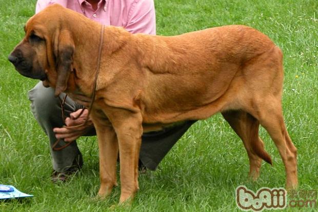 寻血猎犬的性格特点