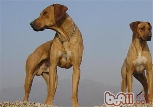 罗得西亚脊背犬的饲养要点