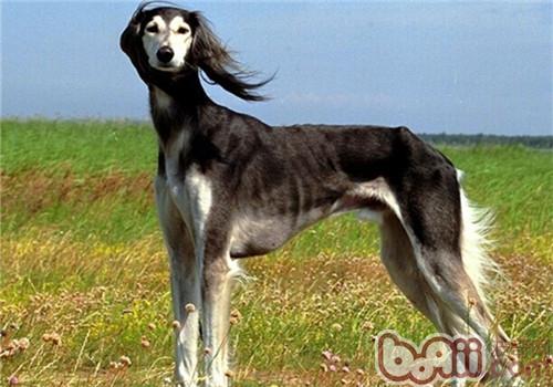 东非猎犬的饲养要点