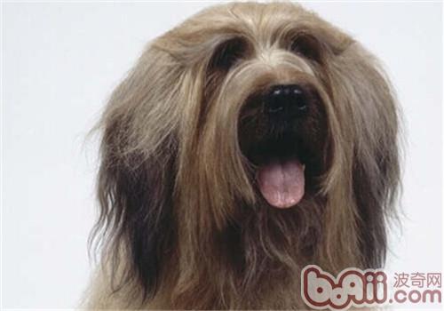 伯瑞犬可以吃大蒜嘛