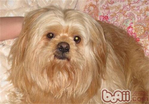 拉萨犬的护理常识