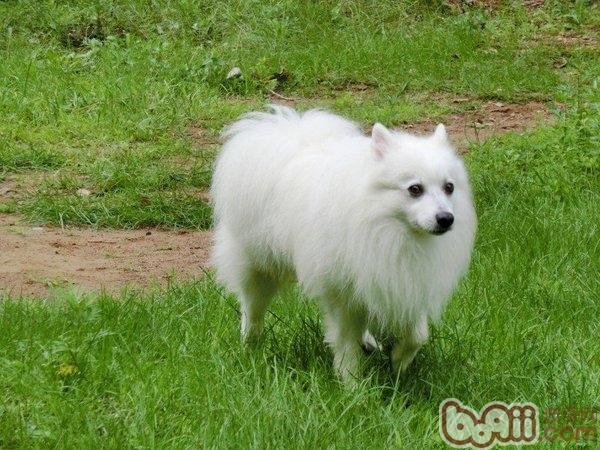 日本尖嘴犬的饲养要点