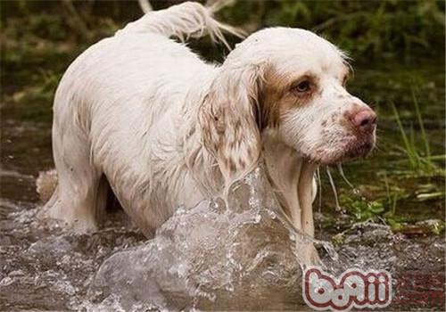 克伦伯猎鹬犬的饲养要点