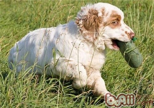 克伦伯猎鹬犬的形态特征