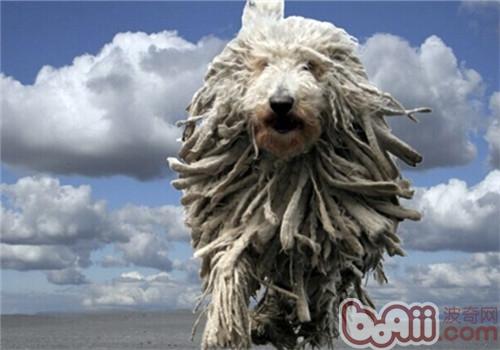 可蒙犬的饲养要点