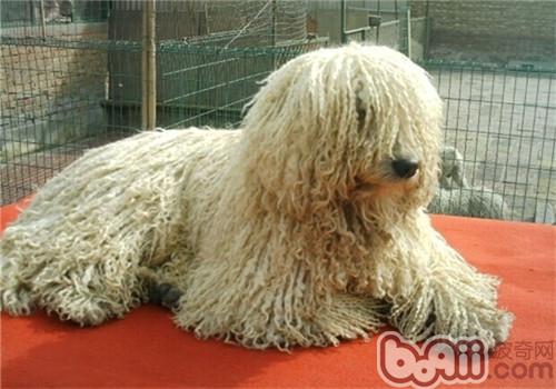 可蒙犬的护理常识