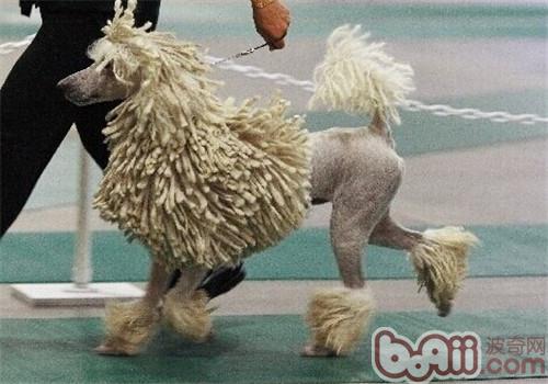 可蒙犬的品种简介