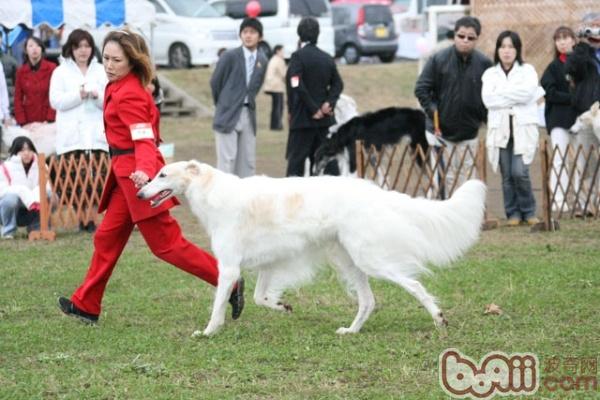 苏俄猎狼犬的饲养要点