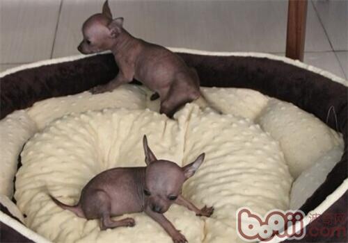 墨西哥无毛犬的形态特征