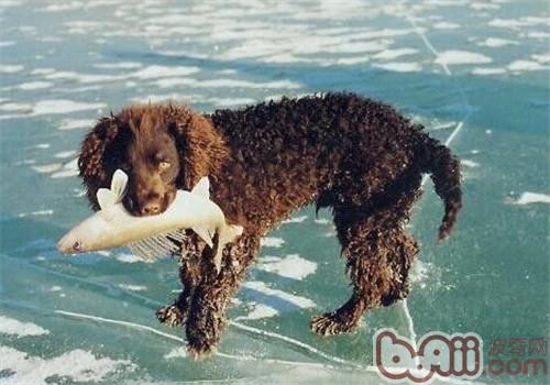 美国水猎犬的护理常识