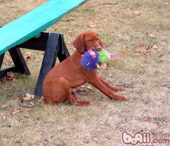 维兹拉犬的饲养要点