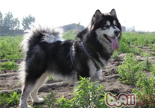 阿拉斯加雪橇犬如何饲养？
