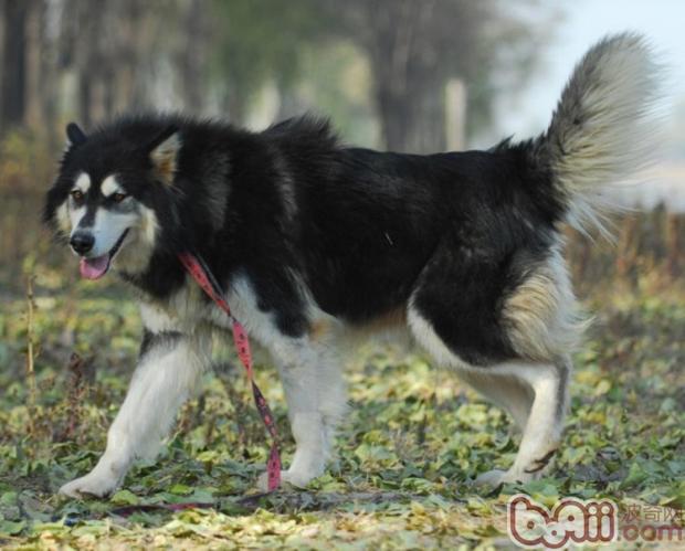 阿拉斯加雪橇犬吃什么