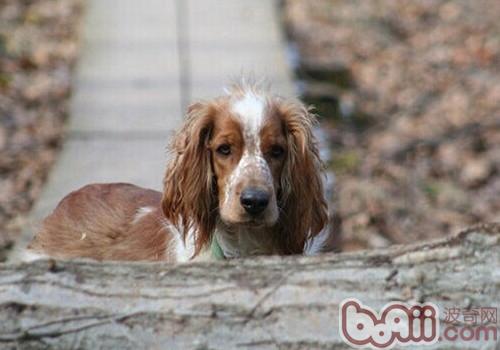 威尔士史宾格犬的饲养要点