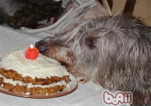 苏格兰猎鹿犬的饲养要点