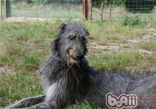 苏格兰猎鹿犬的护理常识