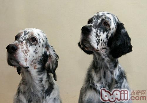英国雪达犬的性格特点
