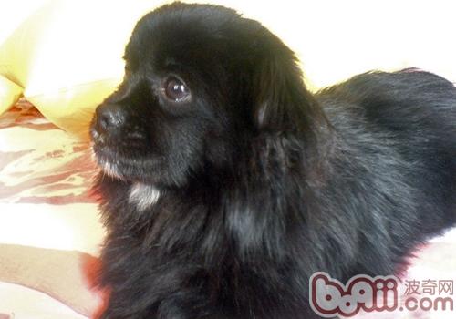 西藏猎犬的性格特点