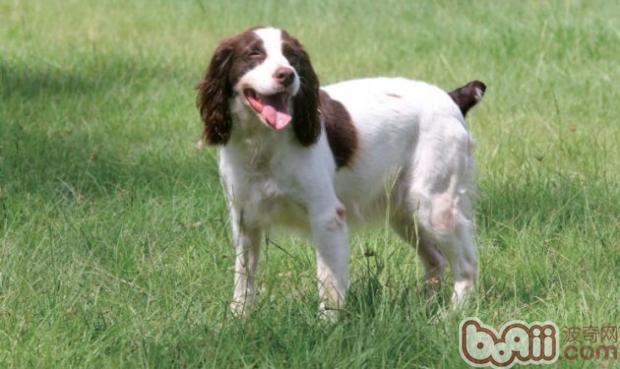 英国史宾格猎犬的性格特点