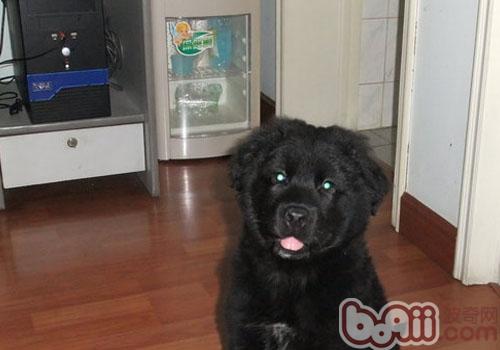 平毛寻回猎犬的护理知识