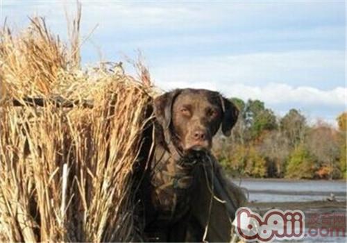 乞沙比克猎犬的护理常识
