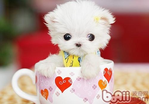茶杯犬容易难产吗