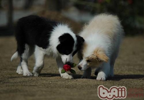 怎么养好边境牧羊犬