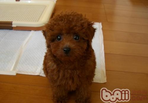 怀孕的泰迪犬吃什么