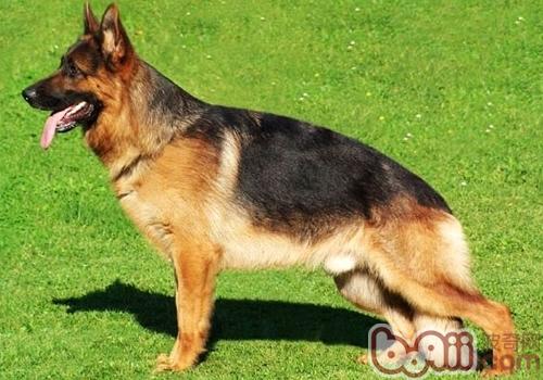 德国牧羊犬与狼狗的区别
