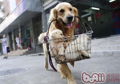 饲养狗狗的一些误区