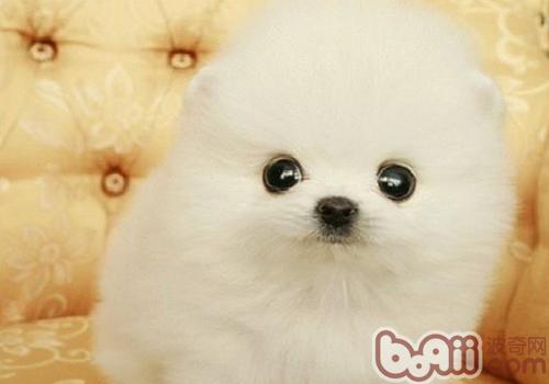 茶杯博美幼犬怎么养
