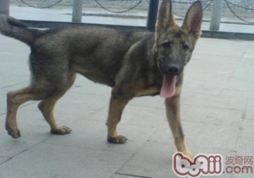 什么样的狗适合做警犬