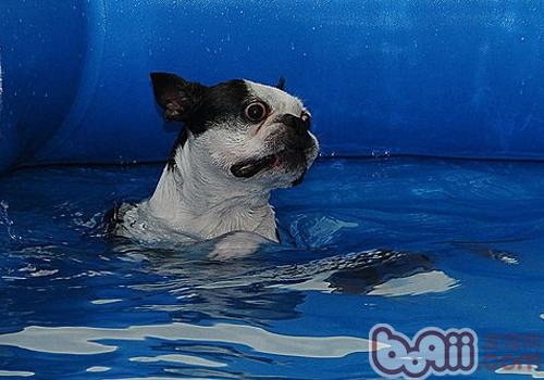 带狗狗游泳需要注意些什么