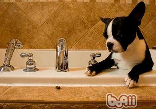 为什么狗狗不喜欢洗澡