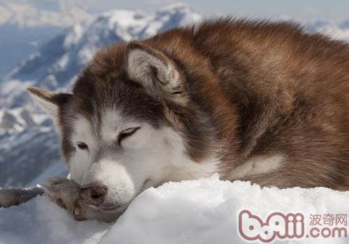 阿拉斯加雪橇犬消化不良