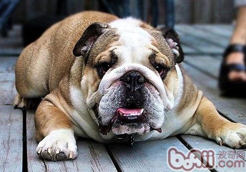 饲养英国斗牛犬的注意事项