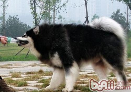 为什么狗狗打完疫苗后没精神